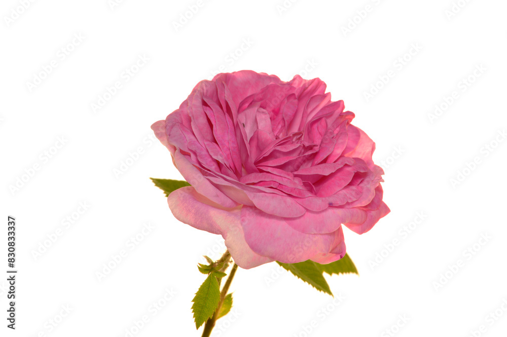 rose isolated on white background rose isolated on white background