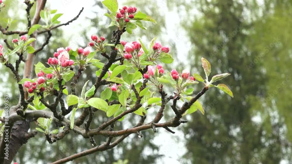 Branch with pink flower buds and green leaves against a blurred background of trees on a cloudy day. Branch with pink flower buds and green leaves against a blurred background of trees on a cloudy day.