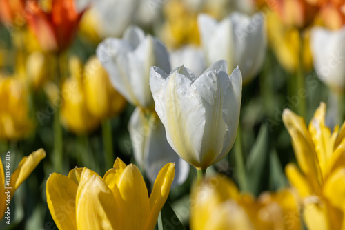 yellow tulips in spring