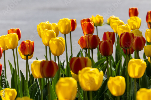 field of tulips
