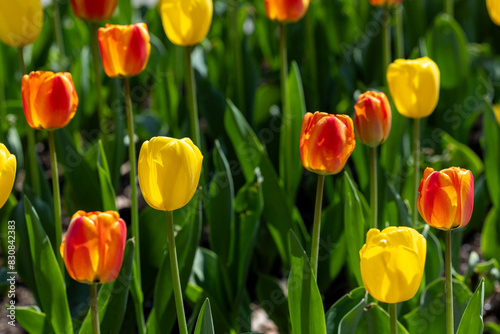 red and yellow tulip
