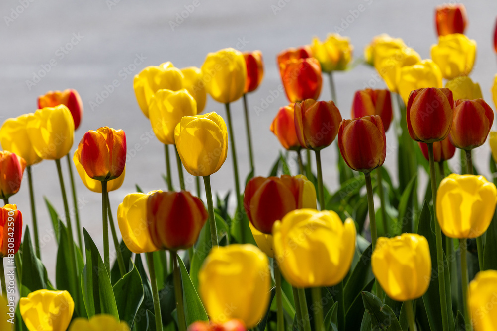 Obraz premium red and yellow tulips