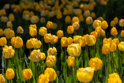 field of yellow tulips