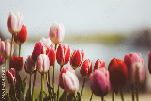tulips in the garden
