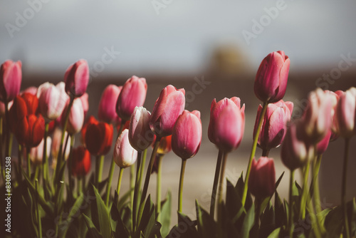 tulips in spring