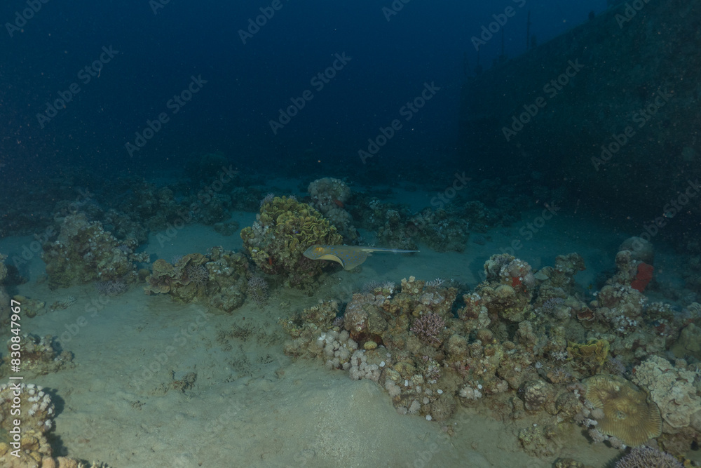 Fototapeta premium Blue-spotted stingray On the seabed in the Red Sea Eilat, Israel 