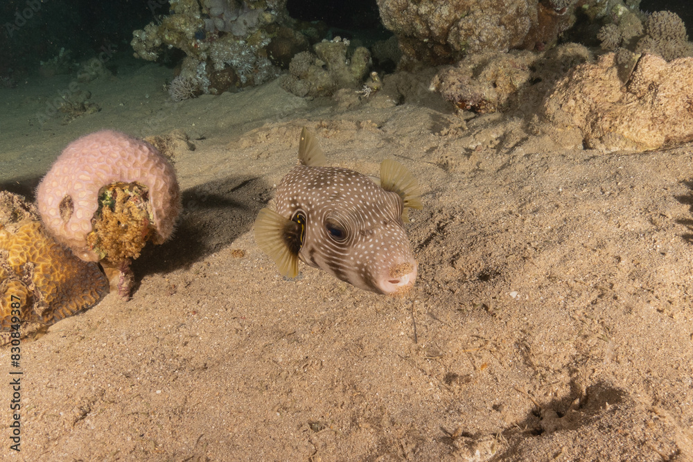 Obraz premium Fish swimming in the Red Sea, colorful fish, Eilat Israel 