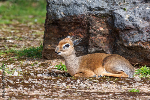 Side view of a resting kirks dik-dik, Madoqua kirkii, the smallest antelope in the world. This is an adult male. Endemic to East Africa. photo