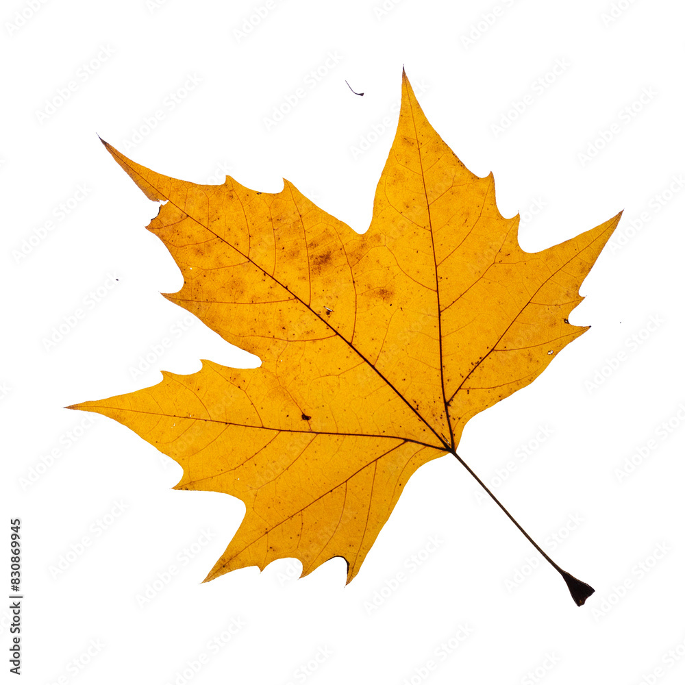  One yellow maple leaf transparent