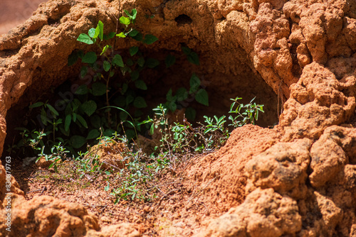 A collapse termite mound in West Africa Nigeria Park with green crops growing in it_