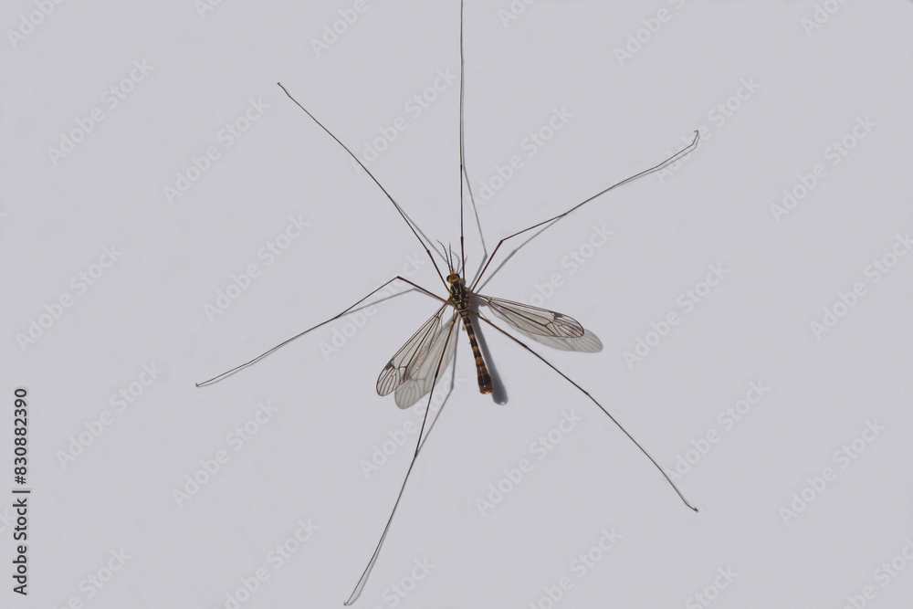 Male crane fly Nephrotoma flavipalpis, family Tipulidae on a white background. Spring, May. Netherlands Male crane fly Nephrotoma flavipalpis, family Tipulidae on a white background. Spring, May. Netherlands