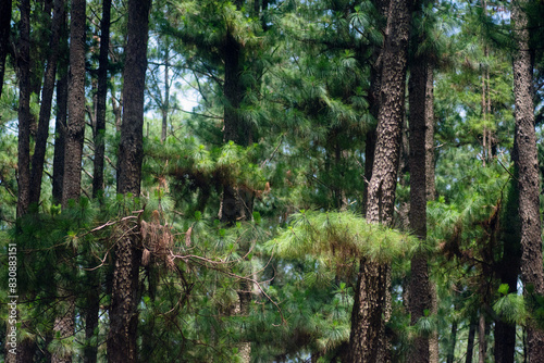 Pine trees and ferns in a natural pine park