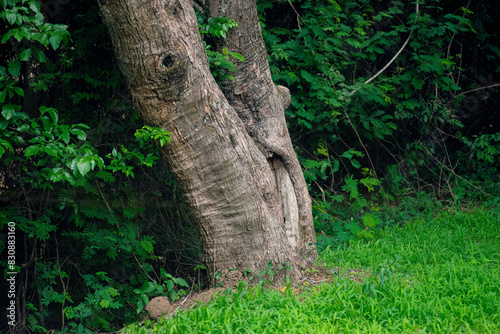 Tree trunk and lush leaves flowers and trees