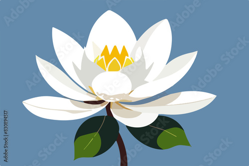 white magnolia flower isolated 