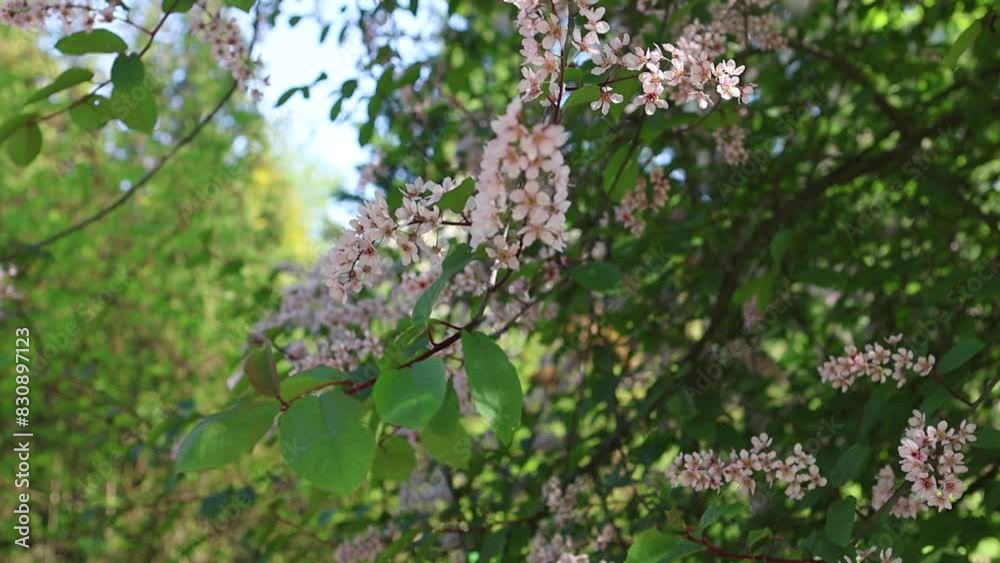 Branches of red bird cherry tree with the first foliage in sunny weather, spring blooming season in botanical garden. Pink Flowers blossom on a tree Branches of red bird cherry tree with the first foliage in sunny weather, spring blooming season in botanical garden. Pink Flowers blossom on a tree