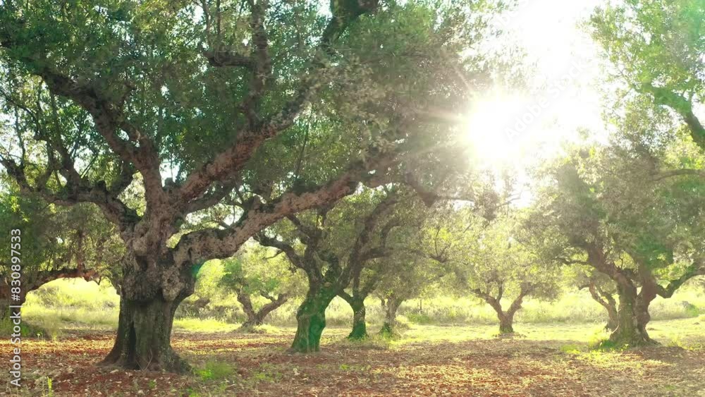 Olive trees orchard farm agriculture landscape Olive trees orchard farm agriculture landscape