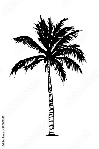 Vector illustration of a tropical palm tree  single element. Line drawing  doodle style. Hand drawn realistic illustration of an exotic tree for design and decoration. Tropics  sea  beach holiday.