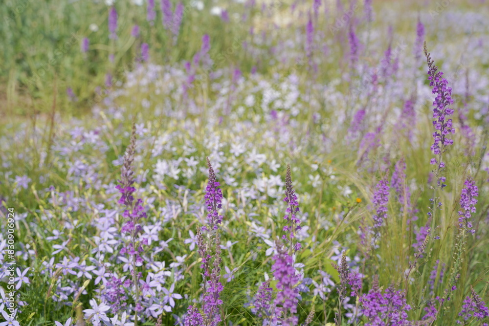 Naklejka premium 浜名湖ガーデンパークの花壇 2024年5月