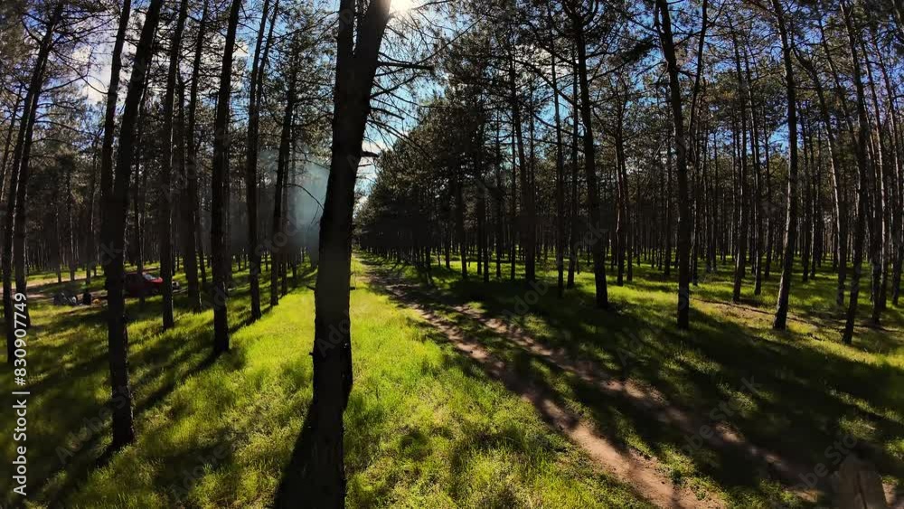 Beautiful sun rays illuminating pine forest. Shadows moves behind trees trunks, fast sundown. Woods In Forest Landscape Beautiful sun rays illuminating pine forest. Shadows moves behind trees trunks, fast sundown. Woods In Forest Landscape