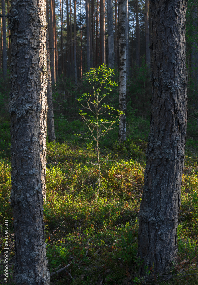 Evening in a pine forest in summer. Evening in a pine forest in summer.