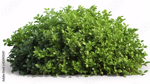 Dense boxwood bush with lush green leaves isolated on white for landscaping.