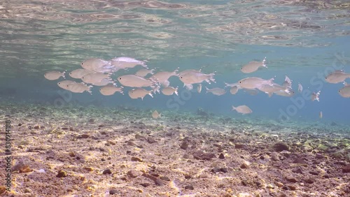 Shoal of Barred flagtail, Fiveband flagtail or Five-bar flagtail (Kuhlia mugil) swims in blue water over sandy-stony bottom on sunny day in sunlight, Slow motion photo