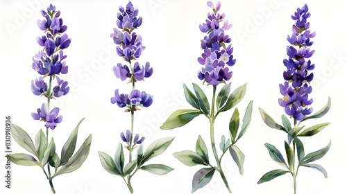 Beautiful Watercolor Painting of Fragrant Lavender Flowers on Serene White Background