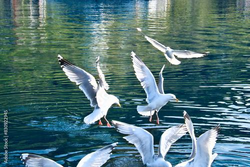 Seagulls in crystal clear water in the Norwegian Fjord. Dynamic movement of the seabird.