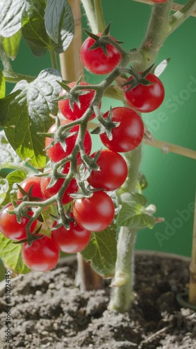 Ripe and unripe cherry tomatoes on tomato plant close up. Vertical video. photo