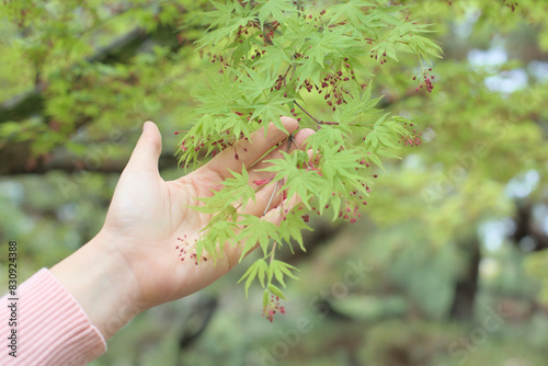 Green leaves of the Japanese maple and human palm.