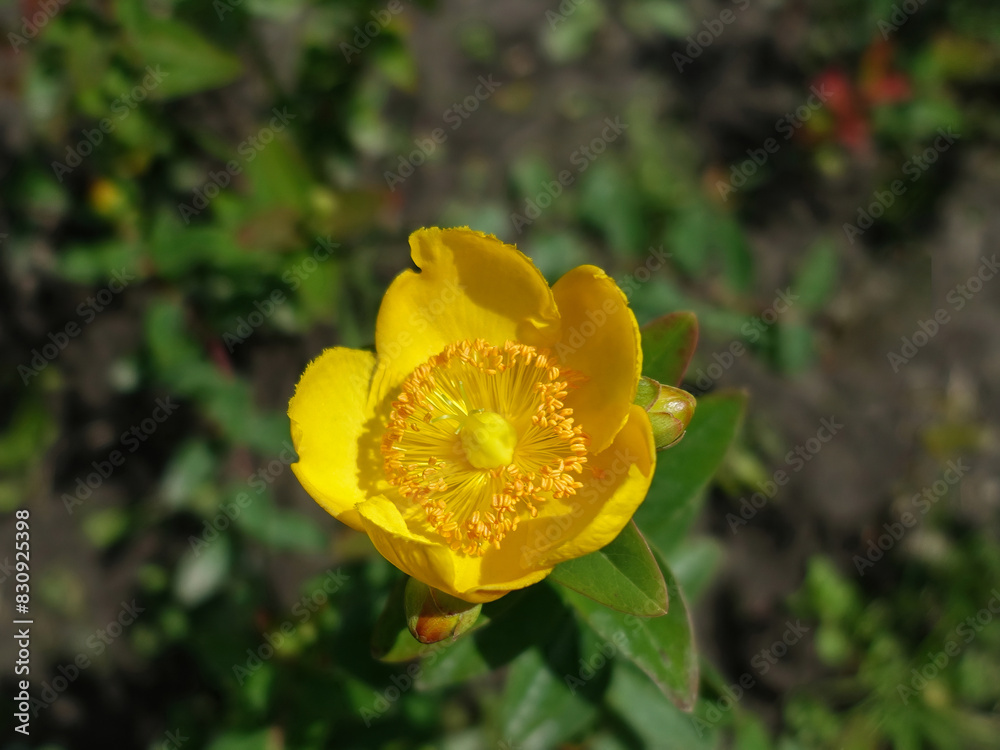 Yellow flower with stamens close up from the above Yellow flower with stamens close up from the above