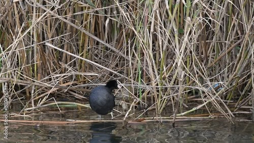 A juvenile Coot - Fulica atra, Crete photo