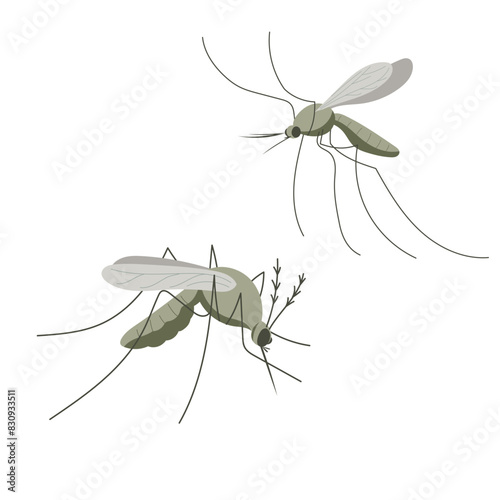 Small mosquito insect. Illustration in flat, simple, cartoon style