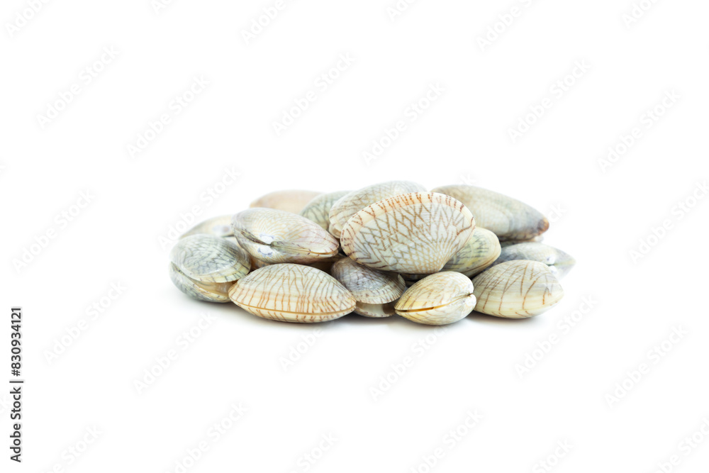 Undulated surf clams (Paphia undulata) isolated on white background, Raw food, Seafood