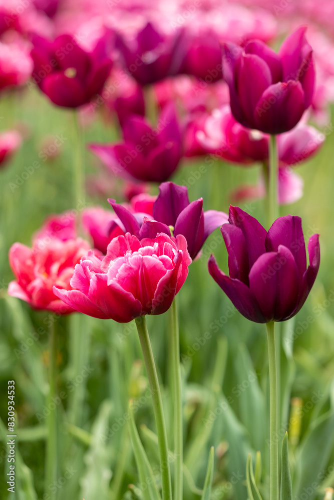 Close view of pink blooming tulips