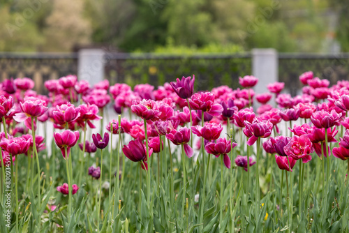 Pink tulips in a flowerbed against the background of a stone fence