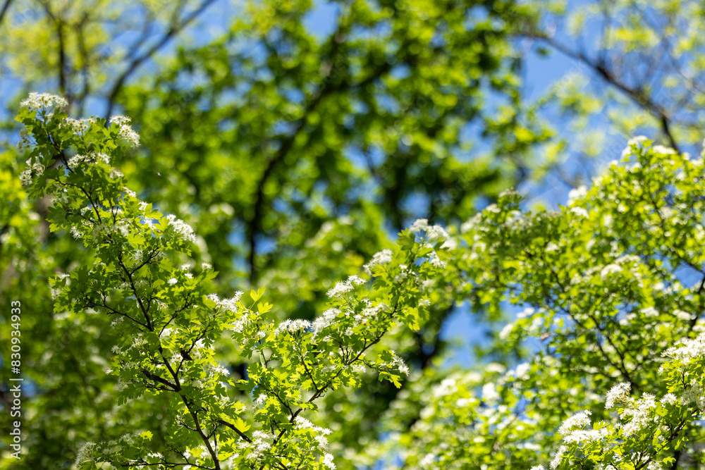 Blooming tree branches against a blue sky Blooming tree branches against a blue sky