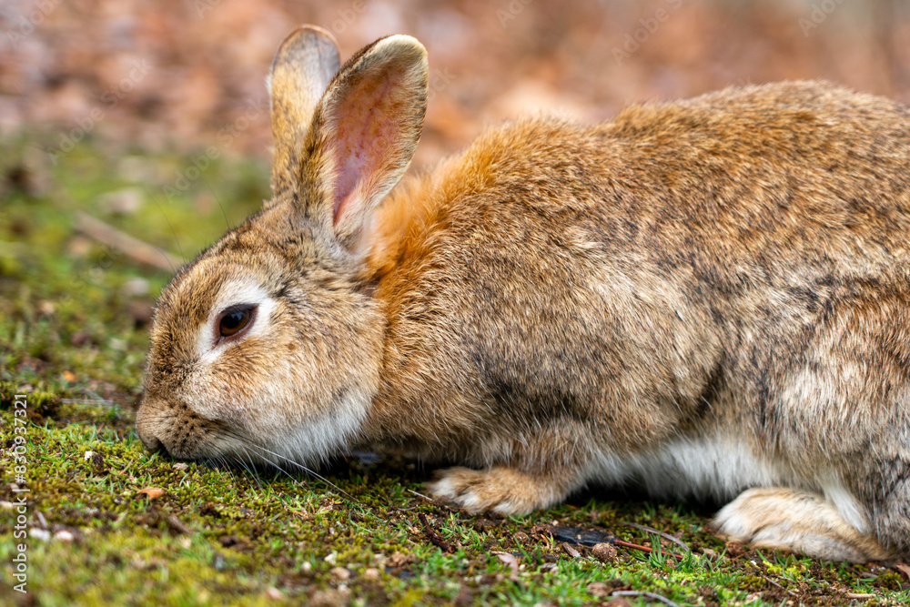 Fototapeta premium 広島の大久野島（うさぎの島）のうさぎが1匹