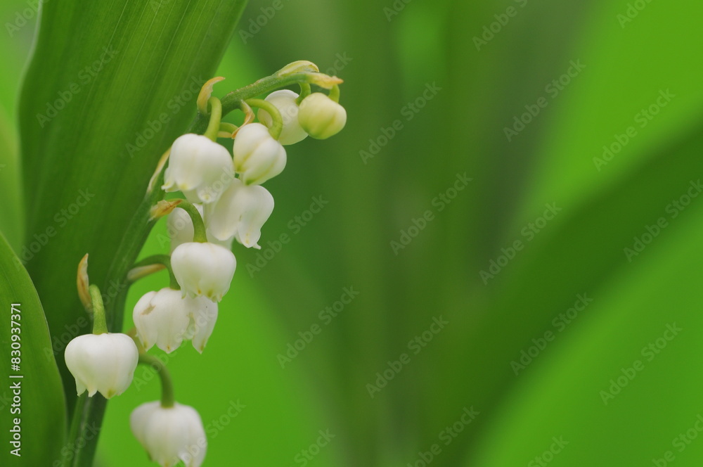 Muguet Muguet