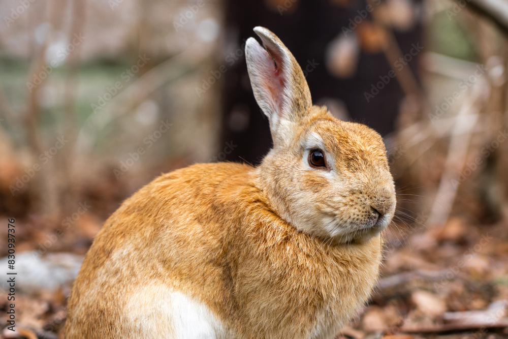 Fototapeta premium 広島の大久野島（うさぎの島）のうさぎが1匹