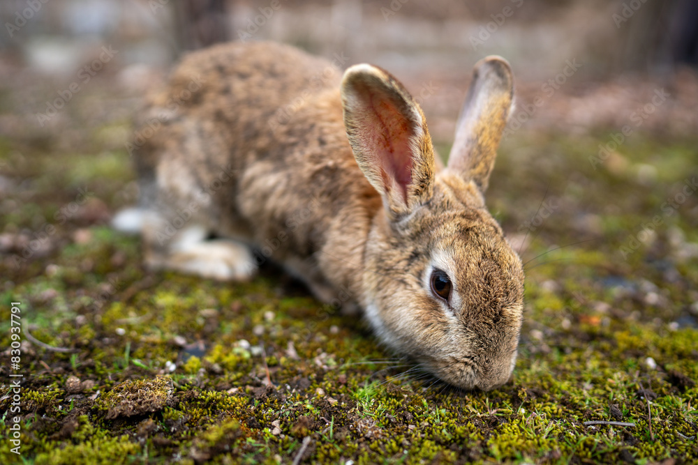 Fototapeta premium 広島の大久野島(うさぎの島)のうさぎが1匹