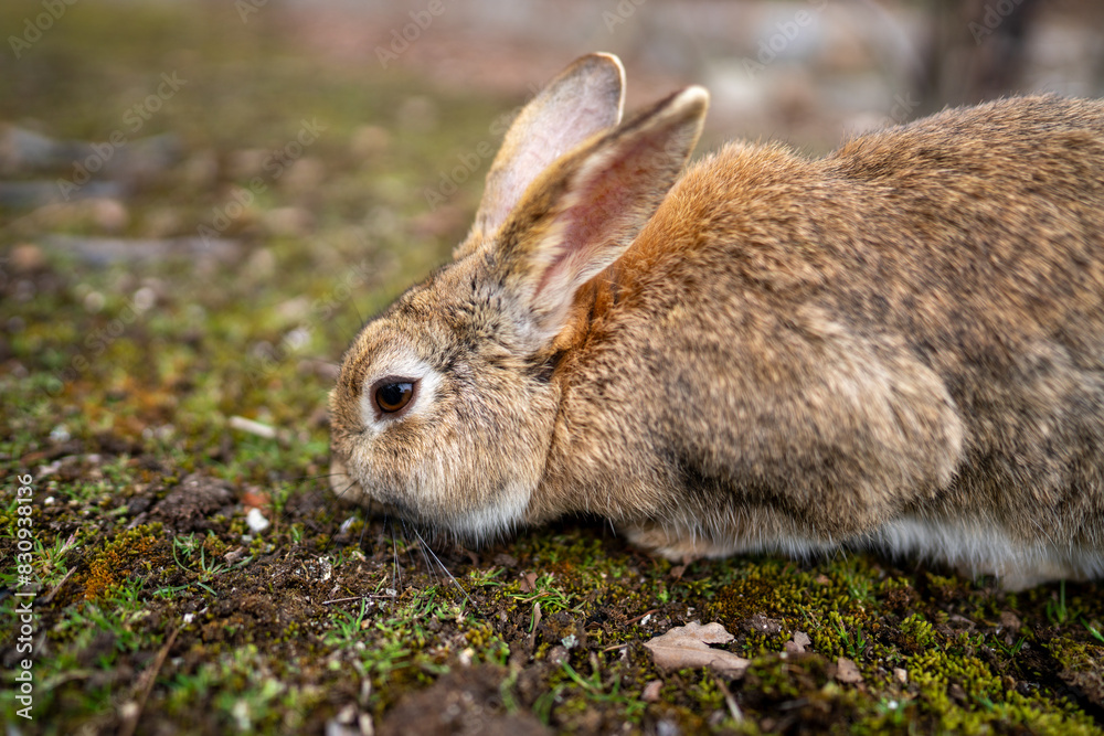 Fototapeta premium 広島の大久野島(うさぎの島)のうさぎが1匹