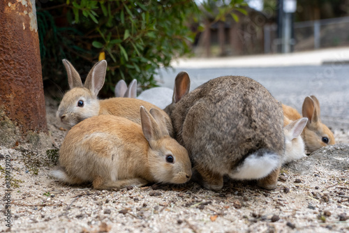広島の大久野島（うさぎの島）のうさぎの家族