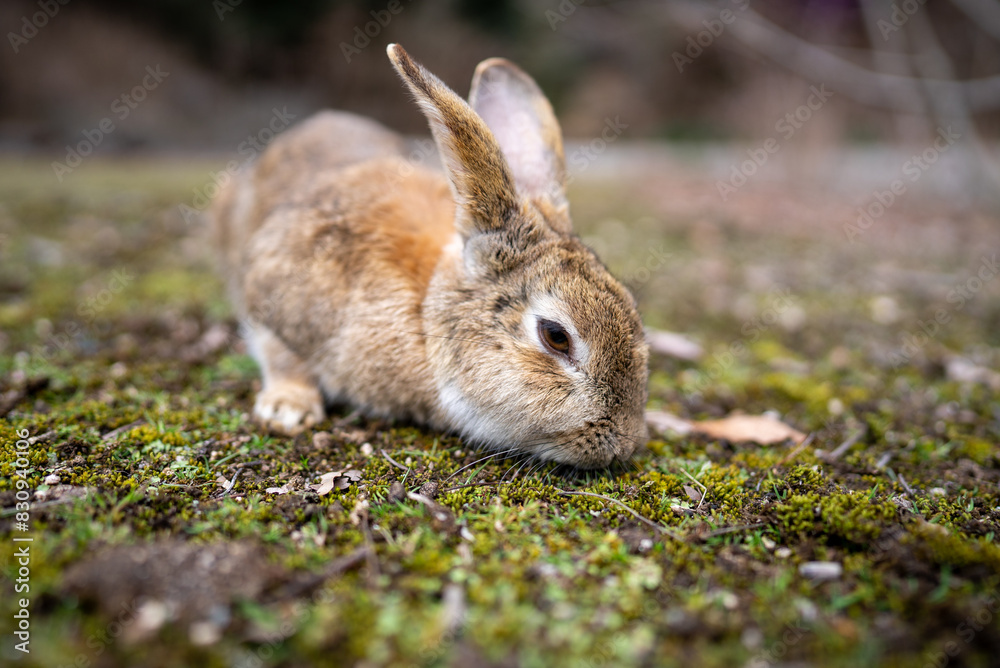 Fototapeta premium 広島の大久野島（うさぎの島）のうさぎが1匹