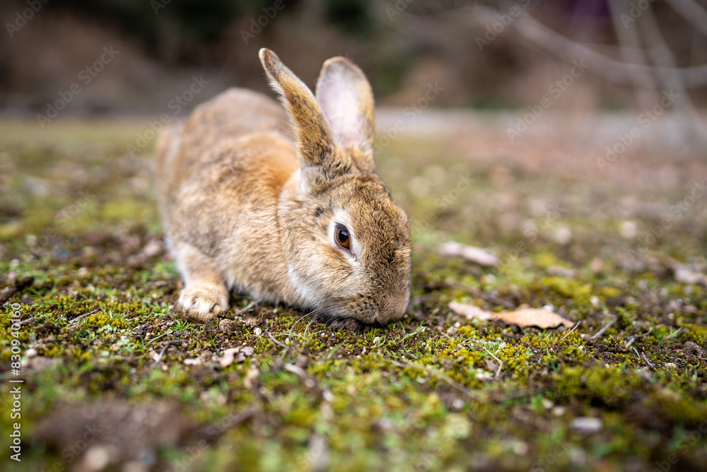 Fototapeta premium 広島の大久野島（うさぎの島）のうさぎが1匹