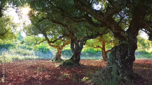 Olive garden trees rural countryside beautiful landscape