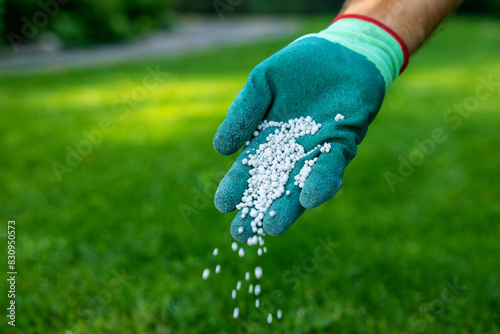 feeding lawn, scattering granular fertilizer for perfect  green grass photo