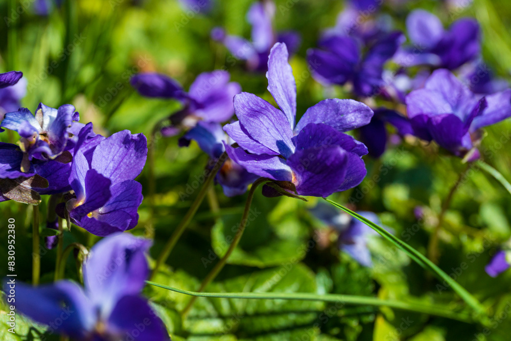 Blue viola flowers on a thin stems on a green grass background, botanical macro photography