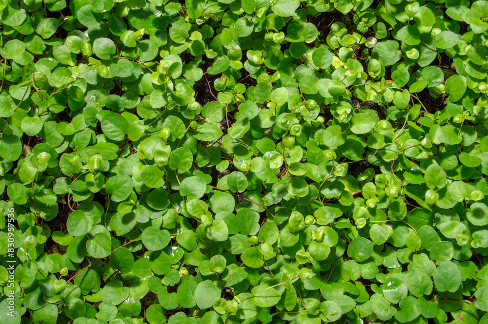 background with green leaves plants in a garden background with green leaves plants in a garden