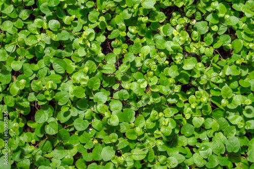 Wallpaper Mural background with green leaves plants in a garden Torontodigital.ca